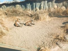 -北京野生动物园