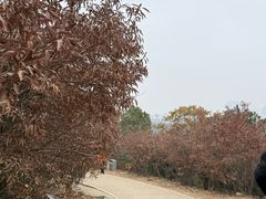 -虞山风景区
