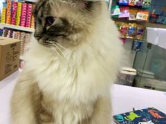 -喵的天空名猫咖啡馆·撸猫·猫舍·用品