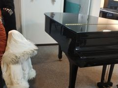 -梅纳·钢琴声乐架子鼓Mena Music(双井店)