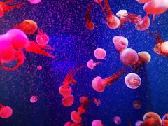 -成都浩海立方海洋公园