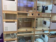 -山宅一喵德文卷毛猫舍