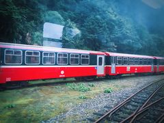 -阿里山神木遗迹
