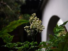 -艺圃