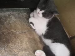 -猫咪博物馆(顶澳仔猫街店)