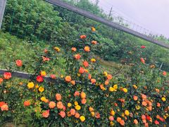 -桤木河湿地公园