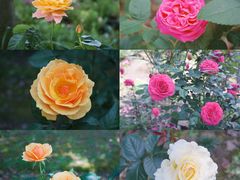 -鹅湖玫瑰文化园