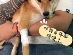 -北京观赏动物医院·24小时大型综合·猫专科·异宠专科