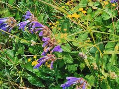 -白草畔自然风景区