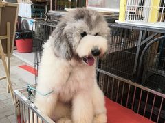-中环花鸟鱼虫市场