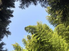 -缙云山景区