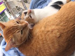 -创凡宠物医院·骨专科  猫科中心(西乡分院)
