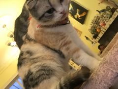 -猫色咖啡·猫咖