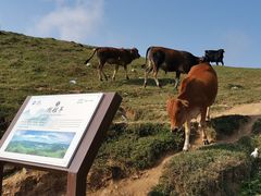 -大姆山草场