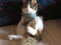 -米苏动物医院·犬猫专科·骨科外科内窥镜