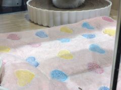 -屋虎猫馆(宝安大仟里店)