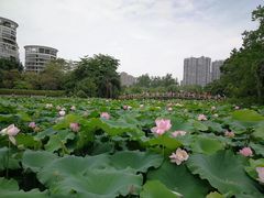 -金山公园
