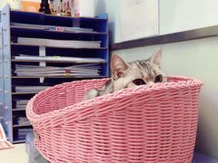 -纳吉亚猫专科动物医院博雅分院