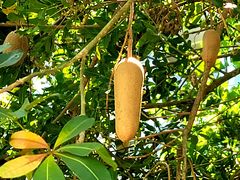 -三亚海棠湾万丽度假酒店