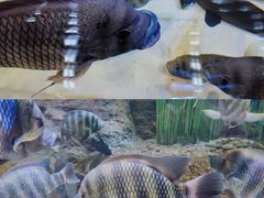 -上海海洋水族馆