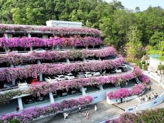 -深圳仙湖植物园