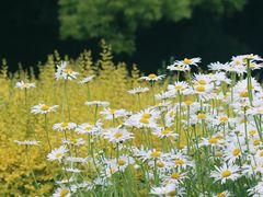 -上海滨江森林公园