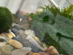 -花鸟鱼虫鲜花绿植市场(玉泉路店)