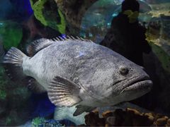 -瑞普利水族馆