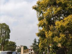 -铁山坪森林公园