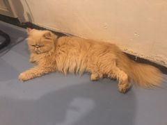 -猫色咖啡·猫咖