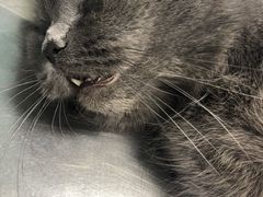 -瑞派宠物医院·中兽医专科(中央商城分院)