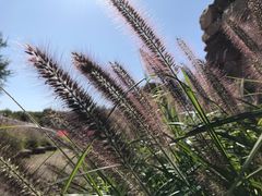 -北京东方普罗旺斯薰衣草庄园