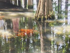 -东湖落雁景区