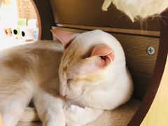 -猫和宫(六道口店)