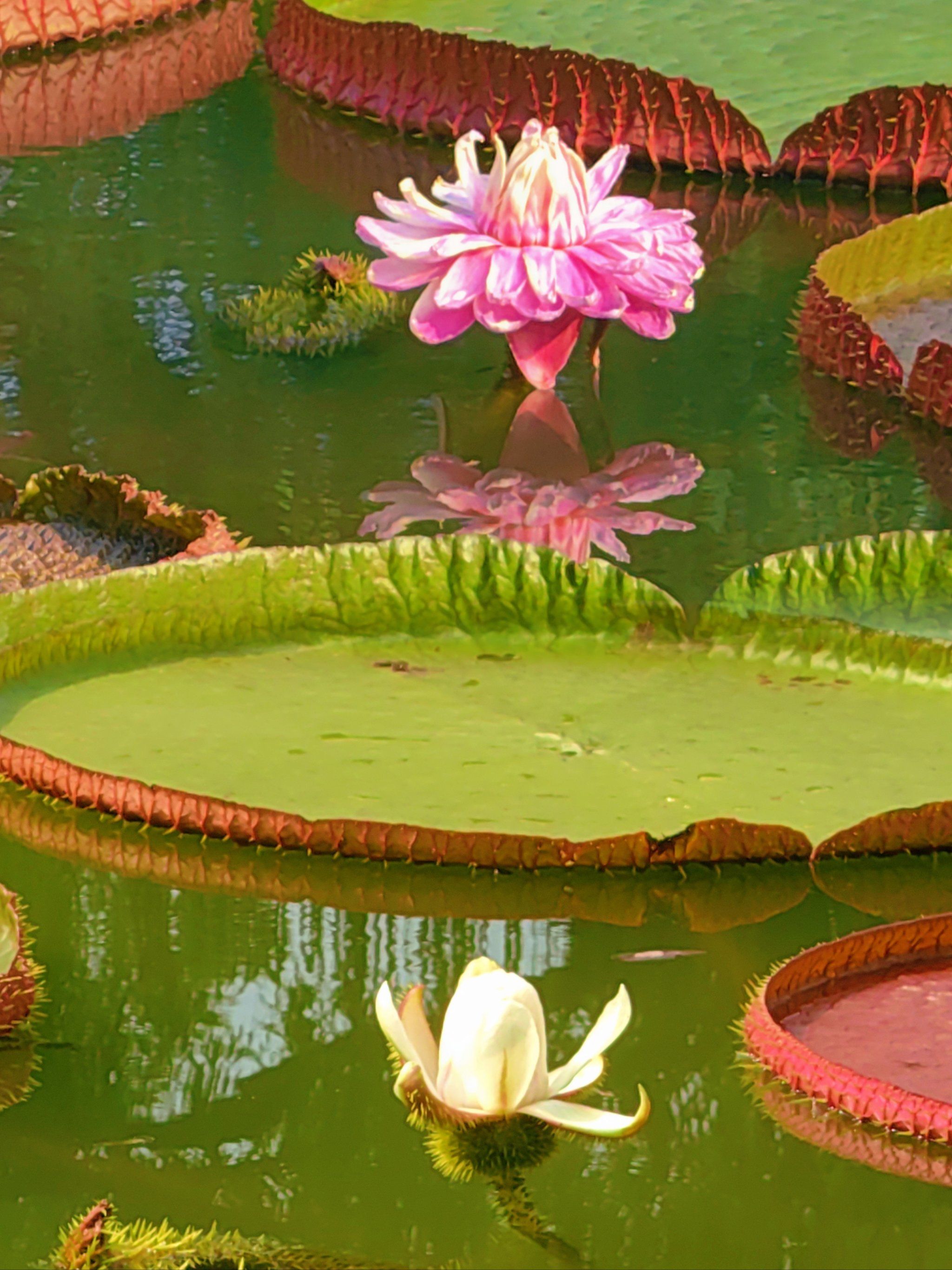 n王莲的花单生,花大且美,花色多变.