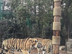 -上海野生动物园老虎餐厅