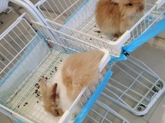 -怪兽屋·羊驼·猫咖·狗咖(俊华广场店)