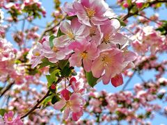 -海棠花溪(元大都城垣遗址公园)