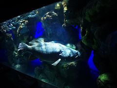 -瑞普利水族馆