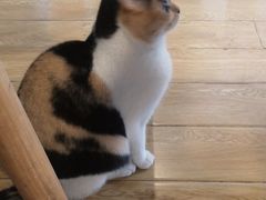 -Cappucimeow猫咪咖啡馆(韦伯时代店)