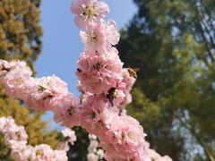 -香山公园
