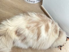 -爱洗澡的猫(望京店)