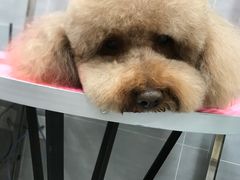 -宠福鑫康馨动物医院·骨科·眼科