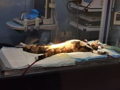 -菲丽丝宠物医院·24小时·猫科中心·免疫点(淮海分院)