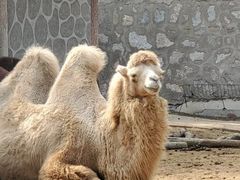 -石家庄市动物园