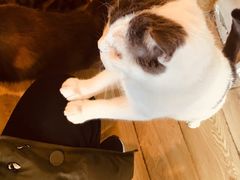 -Cappucimeow猫咪咖啡馆(韦伯时代店)