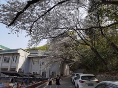 -武汉大学-樱园