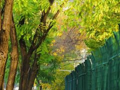 -三里屯东五街银杏大道