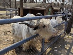 -长白岛森林公园