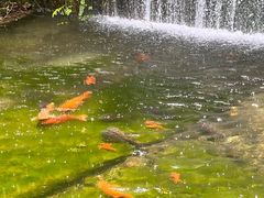 -千岛湖东南湖区